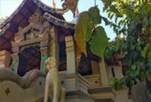 Deep In : พะเยา บุษราคัม แม่สลอง
