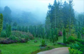 Sun on fog: เชียงราย