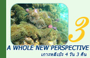 A whole new perspective: เกาะหลีเป๊ะ 4 วัน 3 คืน