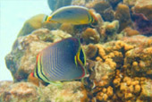 Caught smiling: 5 วัน 4 คืน หาดใหญ่ เบตง หลีเป๊ะ