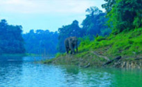 The Forest Breath: ประสบการณ์ สัมผัสป่า