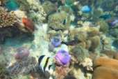 Historical Archipelago: ดึกดำบรรพ์ - สร้างสรรค์ 4 วัน 3 คืน ตะรุเตา อาดัง ราวี 