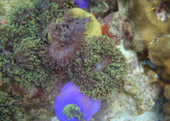 Lipe Concerns: สวยสุดที่น้ำตื้น เกาะหลีเป๊ะ