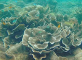 Lipe Concerns: สวยสุดที่น้ำตื้น เกาะหลีเป๊ะ