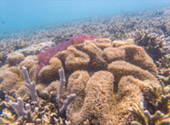 Lipe Concerns: สวยสุดที่น้ำตื้น เกาะหลีเป๊ะ