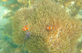 เกาะหลีเป๊ะ หาดใหญ่ 3 วัน 2 คืน