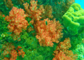 Historical Archipelago: ดึกดำบรรพ์ - สร้างสรรค์ 4 วัน 3 คืน ตะรุเตา อาดัง ราวี 