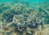 Historical Archipelago: ดึกดำบรรพ์ - สร้างสรรค์ 4 วัน 3 คืน ตะรุเตา อาดัง ราวี 