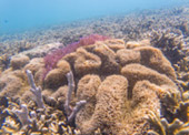 Historical Archipelago: ดึกดำบรรพ์ - สร้างสรรค์ 4 วัน 3 คืน ตะรุเตา อาดัง ราวี 
