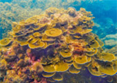 Historical Archipelago: ดึกดำบรรพ์ - สร้างสรรค์ 4 วัน 3 คืน ตะรุเตา อาดัง ราวี 
