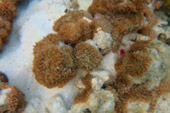Quicksand Beach: หลีเป๊ะ 3 วัน 2 คืน