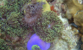 Radiate 4 คืน 5 วัน :หาดใหญ่ เบตง หลีเป๊ะ