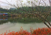 Flowers on Hight 1600