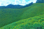 Flowers on Hight 1600
