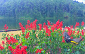 Flowers on Hight 1600