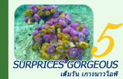 Surprices Gorgeous  เต็มวัน เกาะนาวโอพี