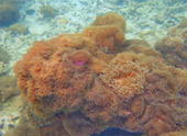 Coastal Ranger: Full Moon 4 วัน 3 คืน เดือนละครั้ง