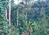 Nature Soothes Spirit. เขาสก เขื่อนรัชชประภา สุราษฏร์ธานี