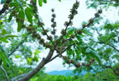 Exotic Trail อุ้มผาง - ทีลอซู 4 วัน 3 คืน