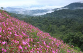 Exotic Trail อุ้มผาง - ทีลอซู 4 วัน 3 คืน