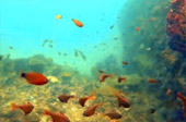 Explore Trang: ตรัง 4 วัน 3 คืน