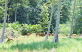 เดินป่า เกาะยาวน้อย พิสูจน์ตัวตน ค้นหา และสำรวจ